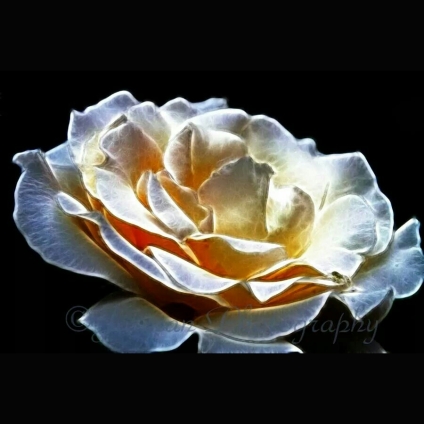 Artsy White Rose